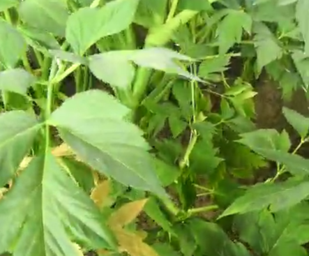 種植視頻